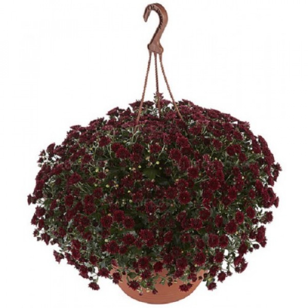 Хризантема ампельная черенок Skyfall Red (красная)