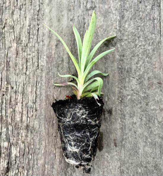 Гвоздика махровая горшечная (mix цветов) - 1 сажанец