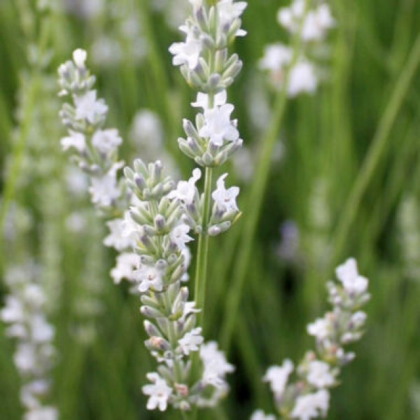 Лаванда узколистная Edelweiss (белая) рассада с кассет