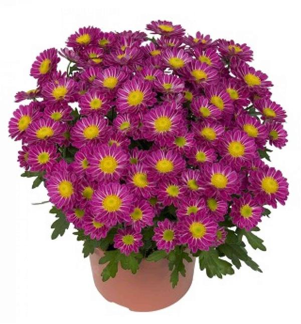 Хризантема черенок Swifty Pink (розовая)
