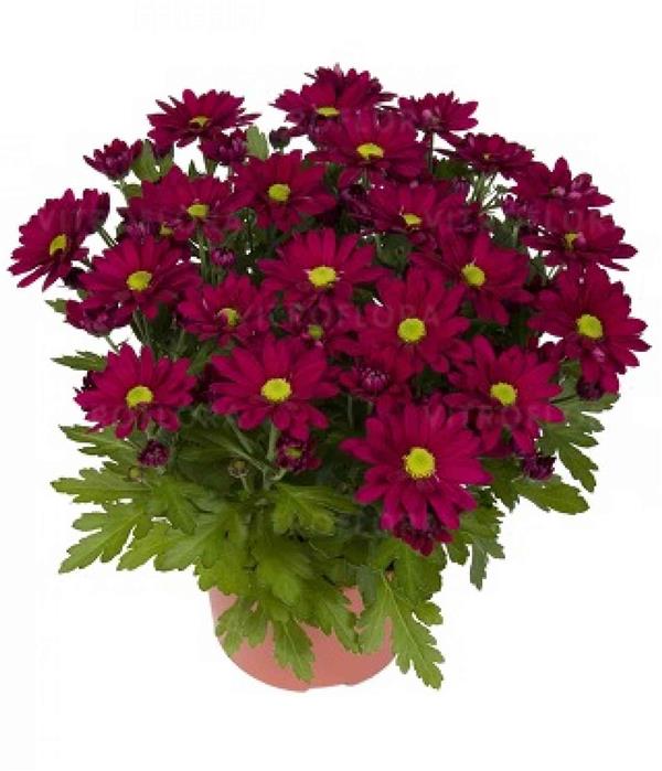 Хризантема черенок Swifty (фиолетовая)