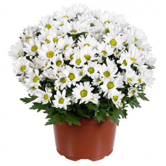 Хризантема саджанець Swifty White (біла)