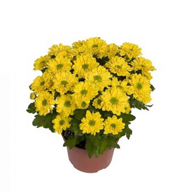 Хризантема черенок Swifty Yellow (желтая)