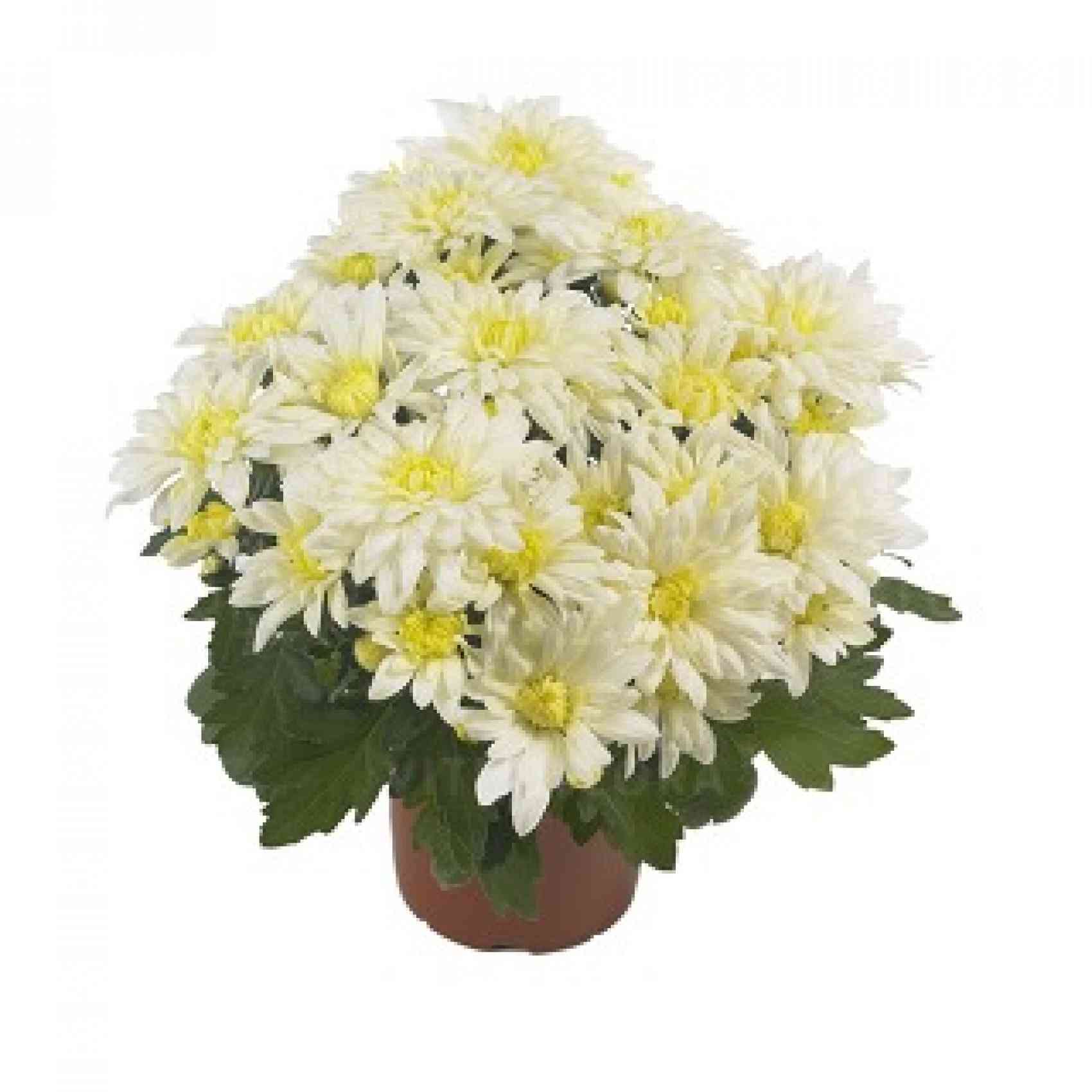 Хризантема саджанець Mount Listou