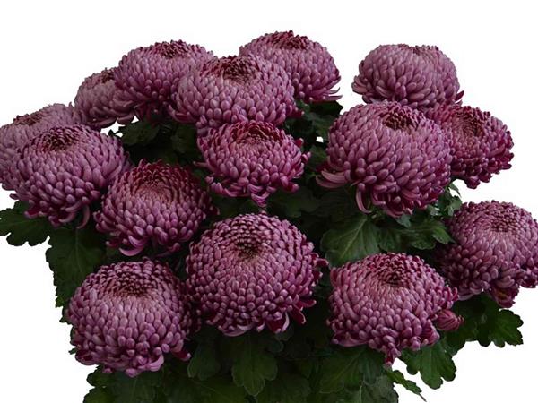 Хризантема саджанець Edenblue Violet (фіолетова)