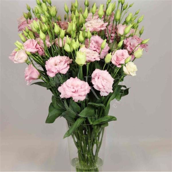 Еустома саджанець Alissa 2 Light Pink (світло-рожева)