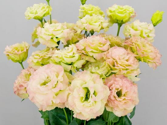 Еустома Celeb 2 Pink Diamond (розово-зеленая)