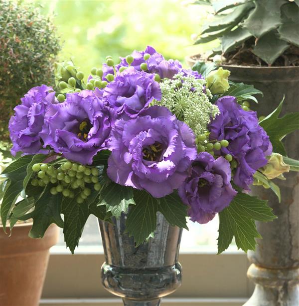 Эустома черенок Corelli 3 Blue Impr (фиолетовая)