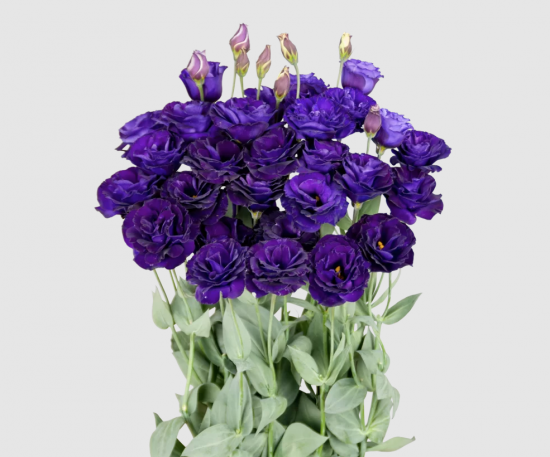 Эустома саженец Megalo 3 Purple (фиолетовая)