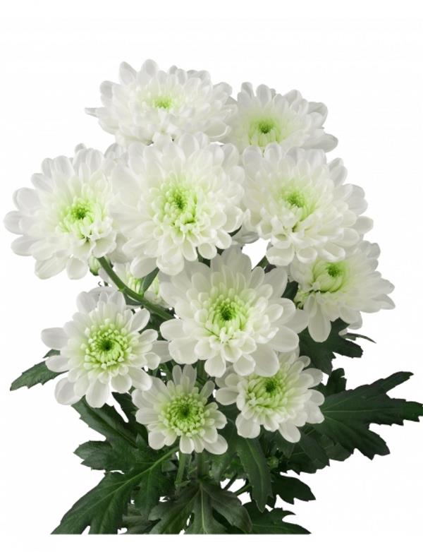 Хризантема черенок Altaj White (бело-зеленая)