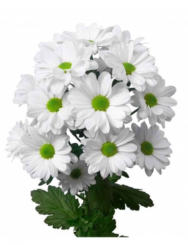 Анальды секске дейін және одан кейінгі жопа Олар оның кискасына отшашуды қадады.