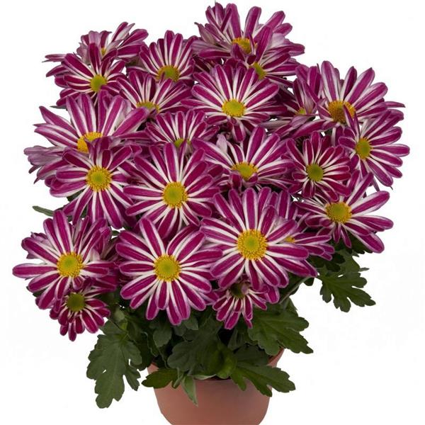 Хризантема саджанець Rainbow Twist (рожево-біла)