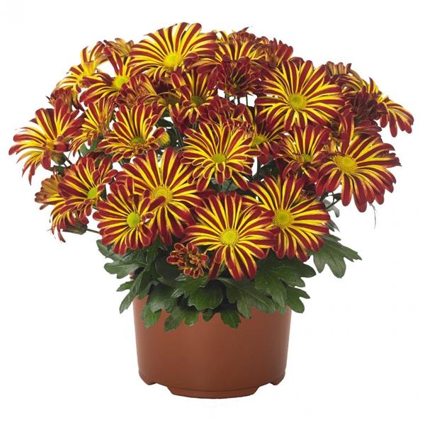 Хризантема саджанець Rainbow Circus (червоно-жовтий)