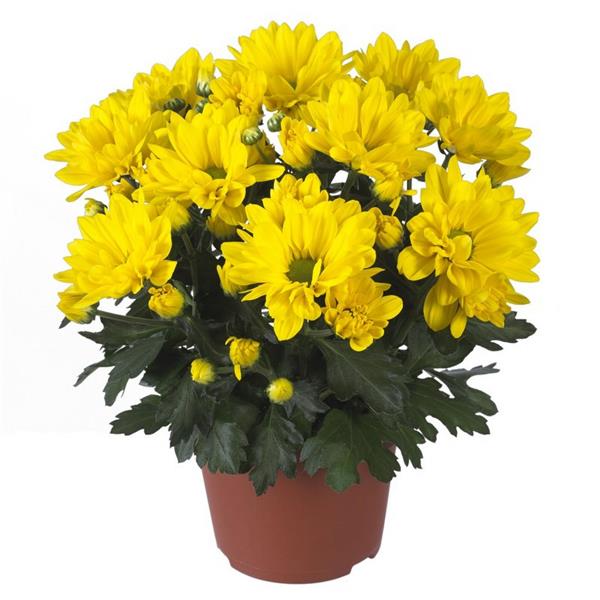 Хризантема саджанець Breeze Sol (жовта)