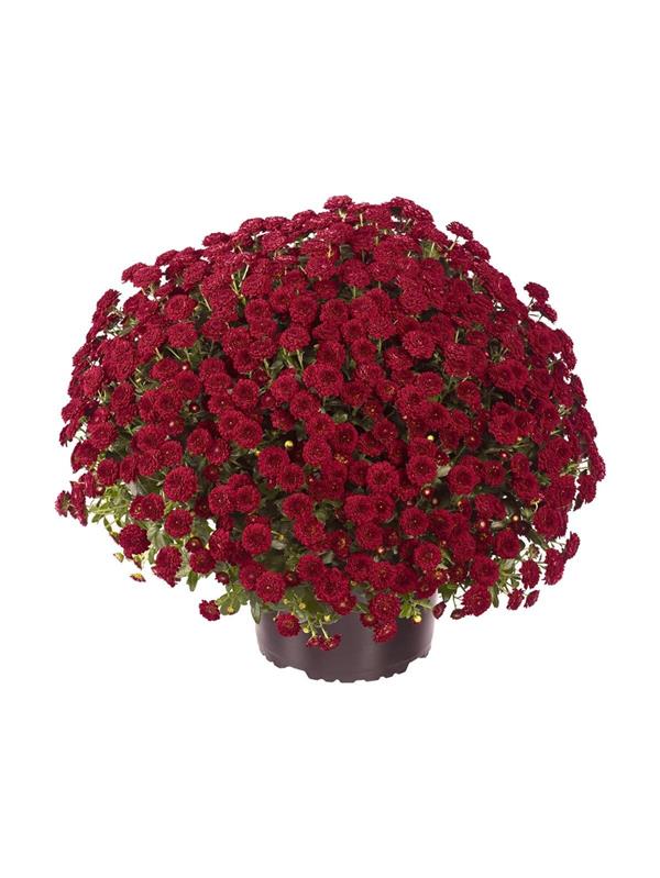 Хризантема саженец Zsa Zsa Red (красная)