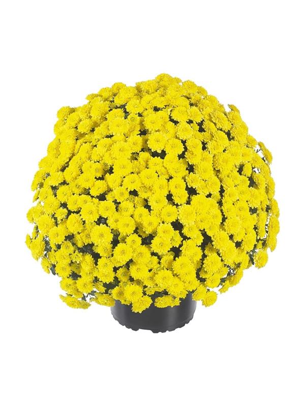 Хризантема саджанець Zsa Zsa Yellow (жовта)