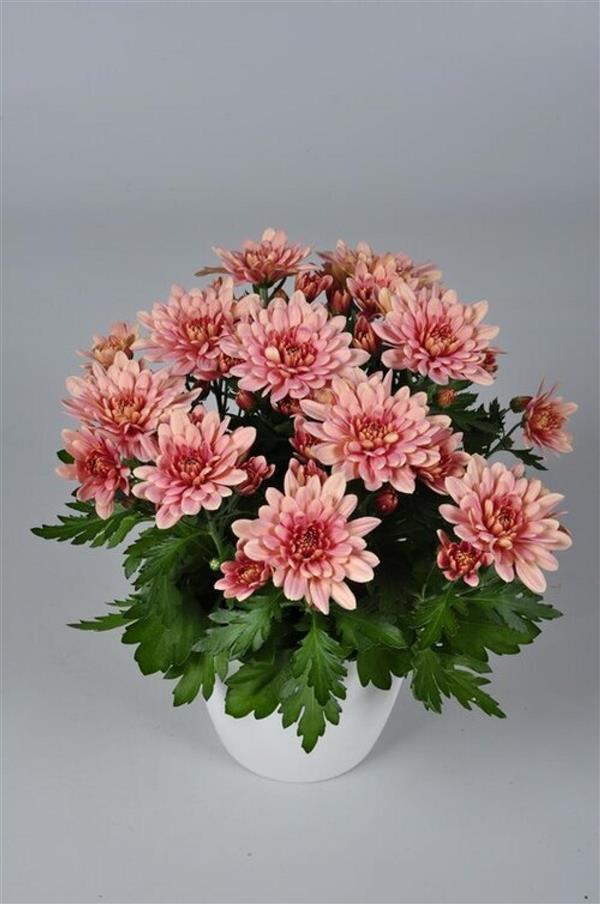 Хризантема черенок Dynamic Salmon (лососевая)