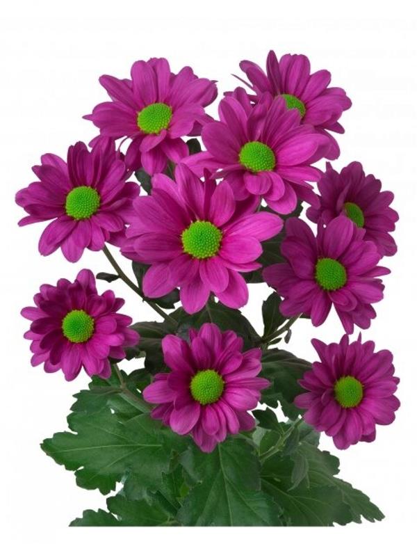 Хризантема черенок Memphis Dark Violet (фиолетовая)
