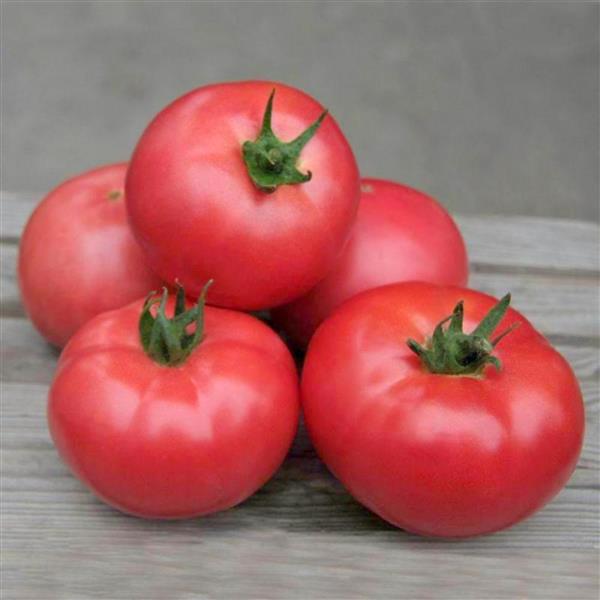 Помідор напівдетермінантний Кібо F1 (KS 222) - розсада