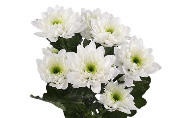 Хризантема саженец Zembla White (белая)