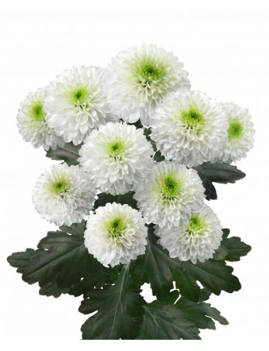 Хризантема саджанець AAA Doria White (біла)