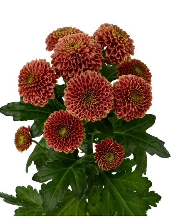 Хризантема саджанець AAA Doria Cherry (червона)