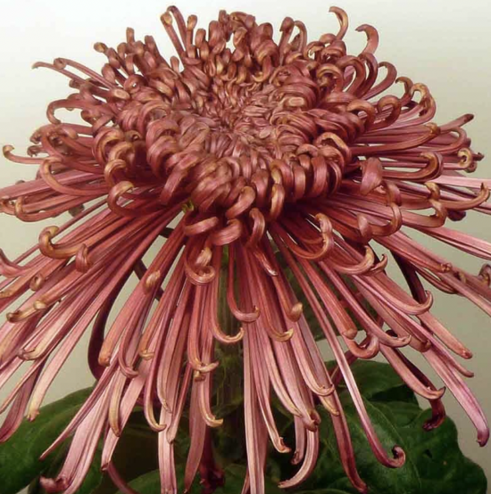 Хризантема черенок Tarantula Red (красная)