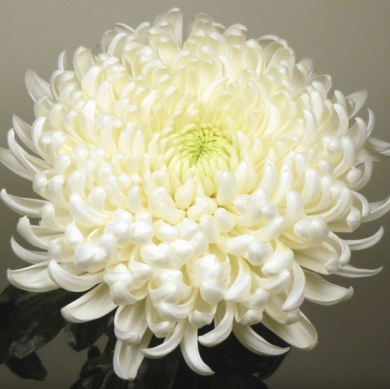 Хризантема черенок Taiga White (белая)