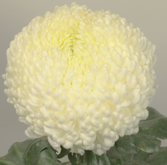 Хризантема черенок Tokaj White (белая)