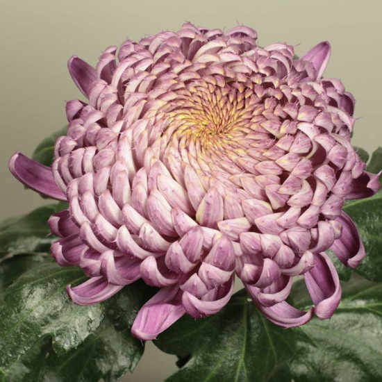 Хризантема черенок Bigoudi Pink (розовая)