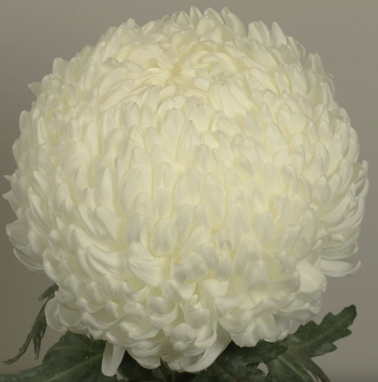 Хризантема саджанець May Shoesmith White (біла)