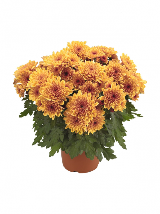 Хризантема саджанець Mount Tolima (помаранчева)