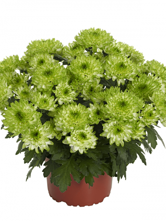Хризантема черенок Nova Lime (зеленая)