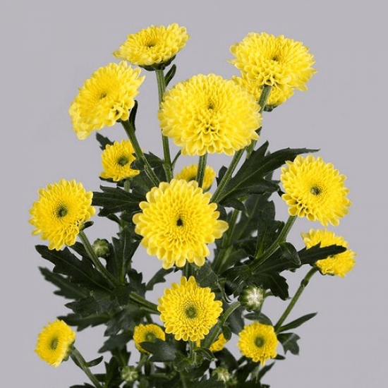 Хризантема черенок Calimero Sunny (желтая)