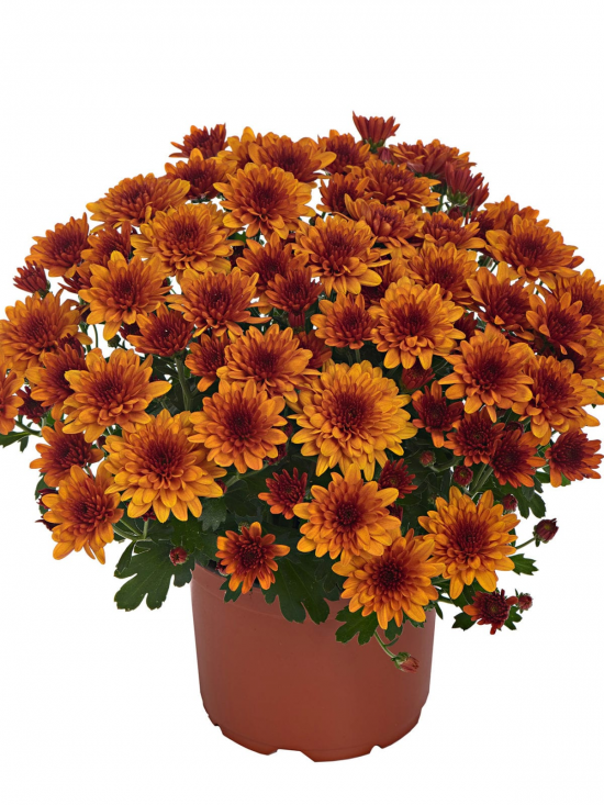 Хризантема саджанець Milkshake Papaya (помаранчевий)