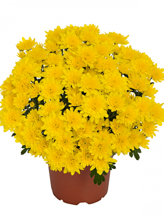 Хризантема черенок Milkshake Banana (желтая)