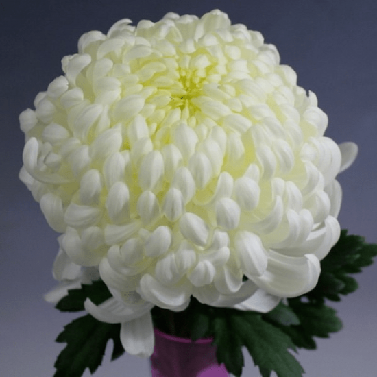 Хризантема саджанець Vienna White (біла)