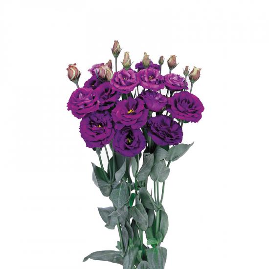 Эустома саженец Rosita 2 Purple (бело-фиолетовая)