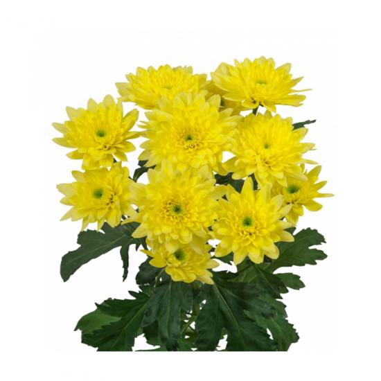 Хризантема черенок Euro Sunny (желтая)