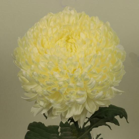 Хризантема саджанець Fred Shoesmith Impr. (біла)