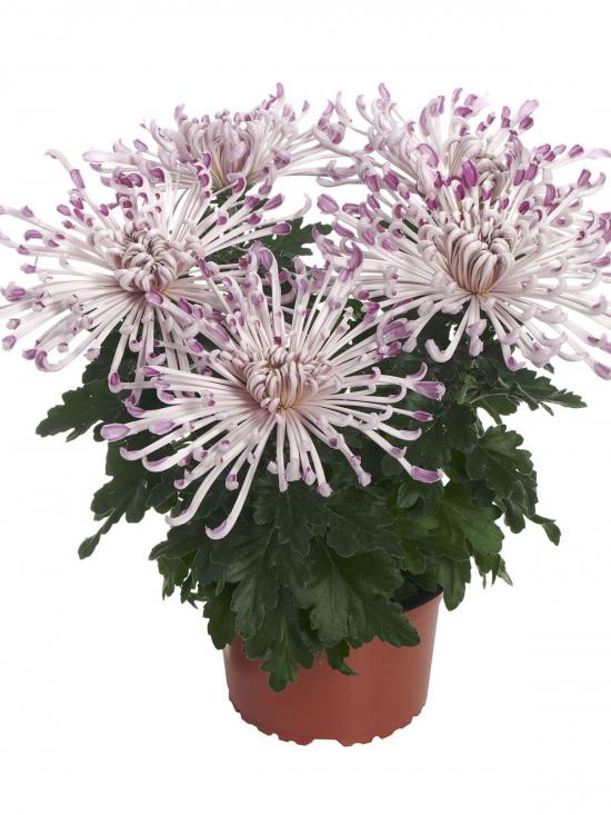 Хризантема черенок Firestone Pink (бело-розовая)