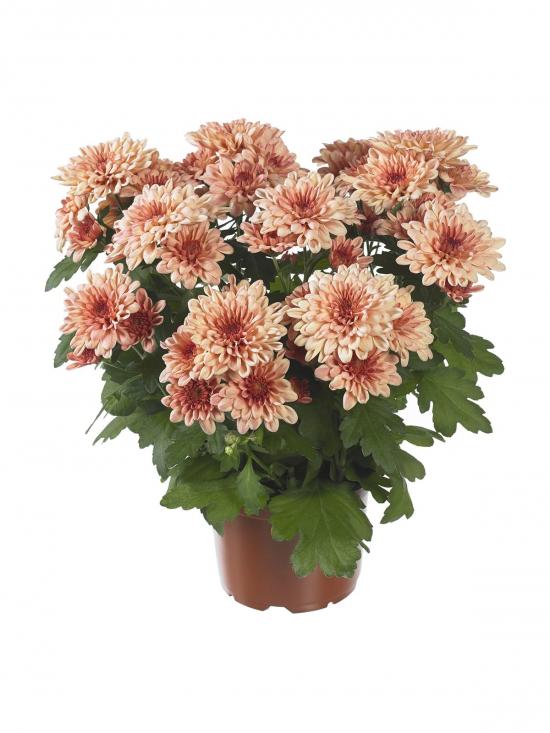 Характеристики модели Хризантема гп кремон салмон оефа, упаковка 10 шт. на Яндек