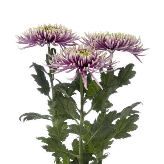 Хризантема саджанець Baltazar Intense (лавандова)