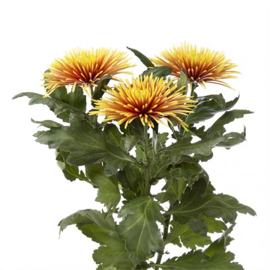 Хризантема черенок Chispa (оранжевый)