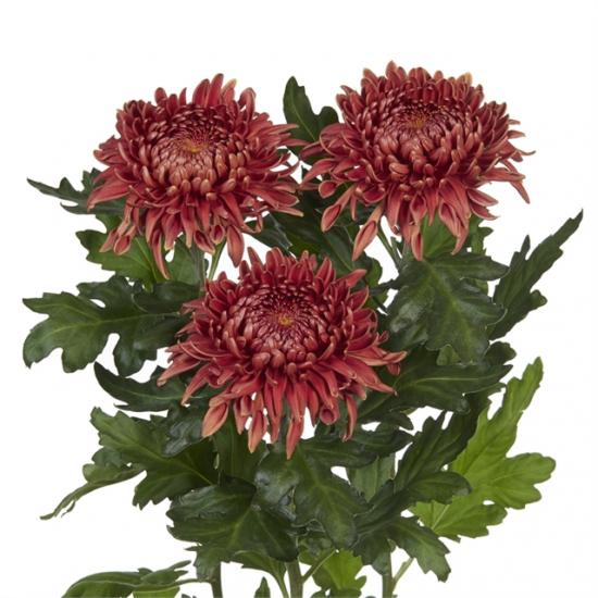 Хризантема саджанець Ignis (теракотова) новинка