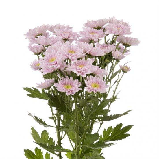 Хризантема черенок Belicia Pink (нежно-розовая)