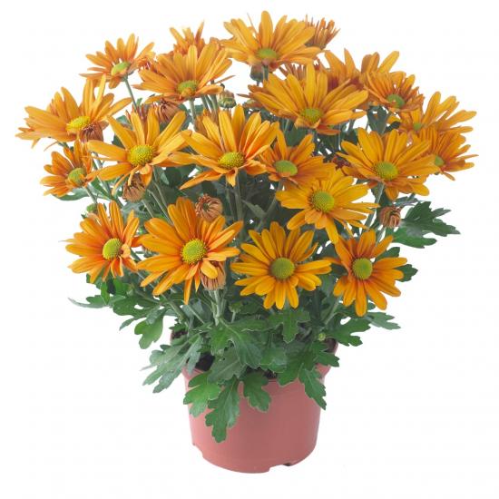 Хризантема саджанець горшкова Breeze Tangerine (помаранчева)