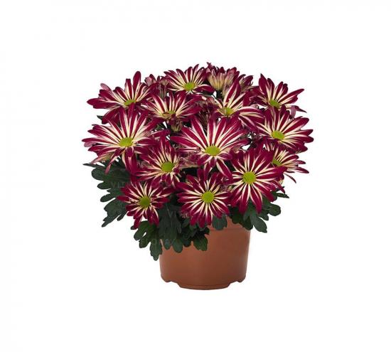 Хризантема саджанець горшкова Rainbow Dizzy (бордово-біла)