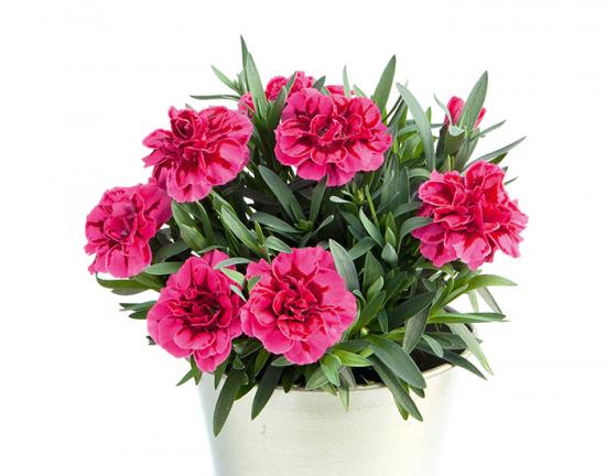 Розсада гвоздики махрової Oscar Purple Wings