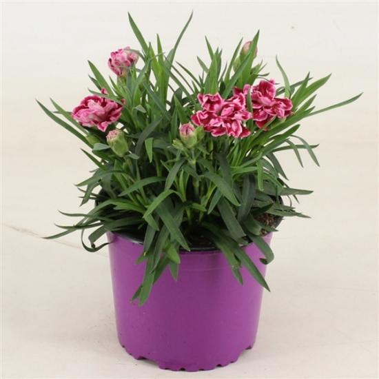 Розсада гвоздики махрової  Super Trouper Diwali (бордово-білий)